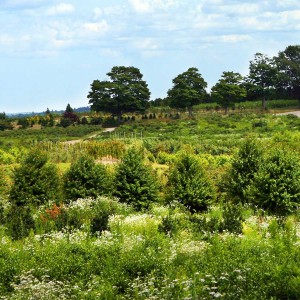 Legacy Farms